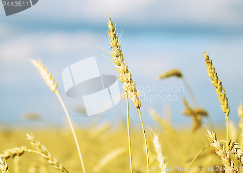 Image of wheat field