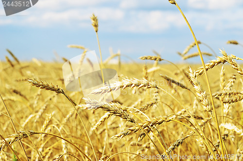 Image of wheat field