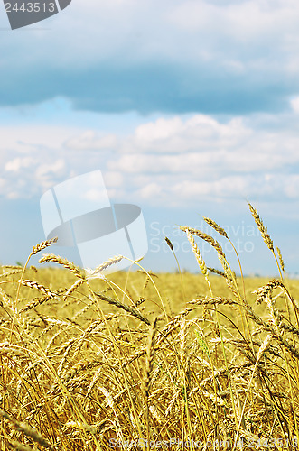 Image of wheat field