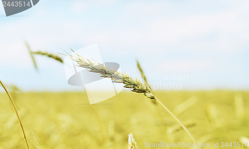 Image of wheat ear