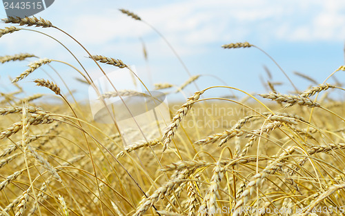 Image of wheat field