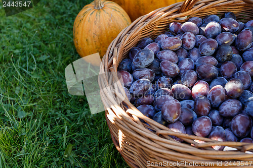 Image of ripe plums in basket