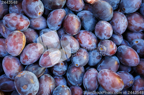 Image of ripe purple and blue Plums (Blackthorns)