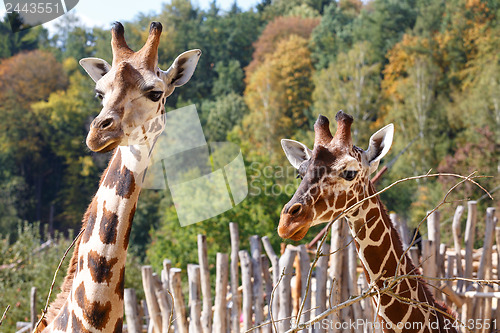 Image of Giraffes