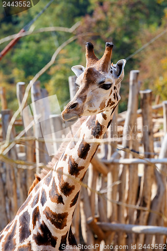 Image of Giraffe