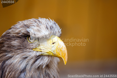 Image of Big Sea Eagle (Haliaeetus albicill) looking ahead