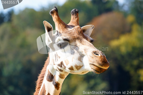 Image of Giraffe