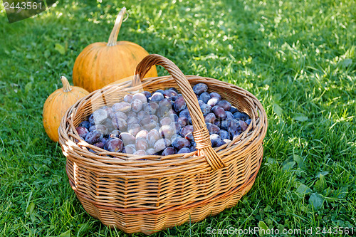 Image of ripe plums in basket