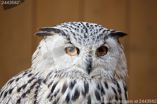 Image of eagle owl with his big and beautiful oranges eyes
