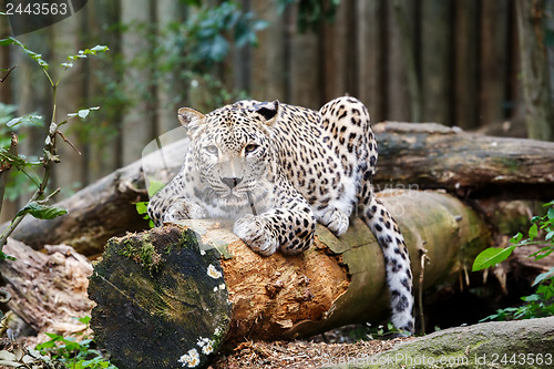 Image of Snow Leopard Irbis (Panthera uncia) looking ahead