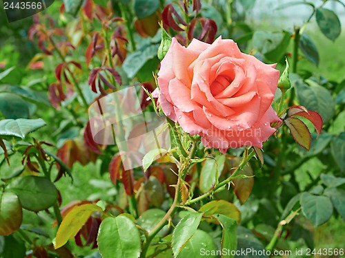 Image of Rose with water drops in flowerbed