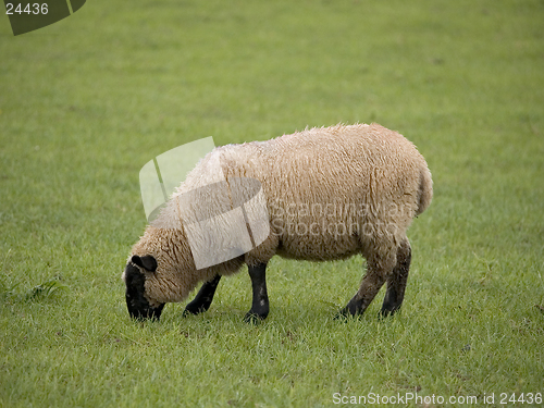 Image of Single Sheep