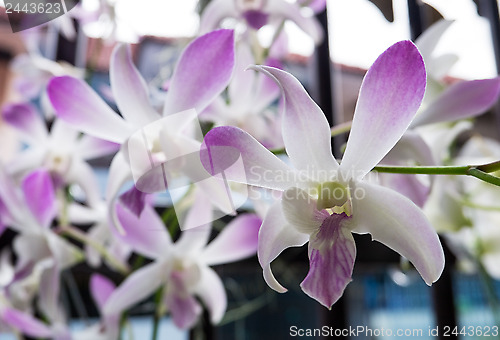 Image of white orchid Dendrobium