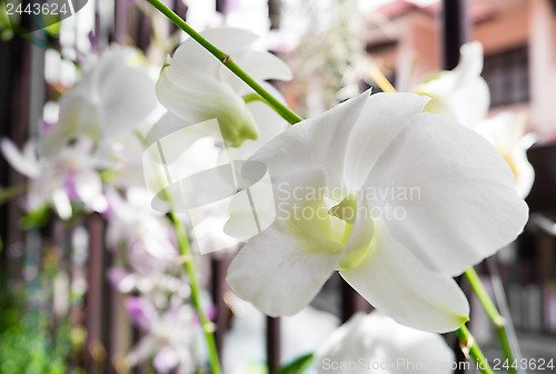 Image of white orchid Dendrobium