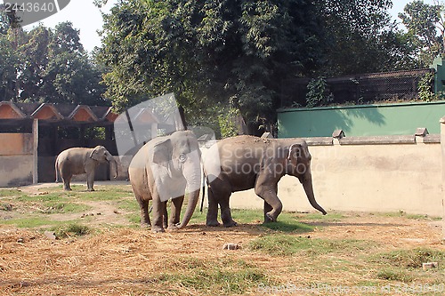 Image of Asian Elephant