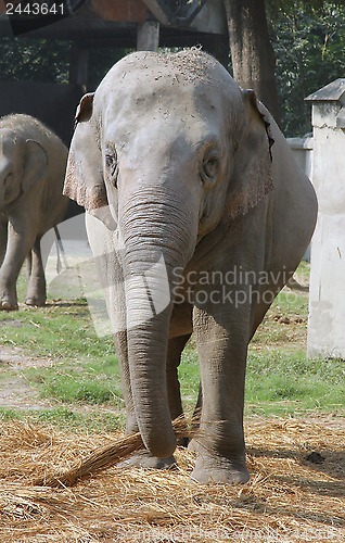 Image of Asian Elephant