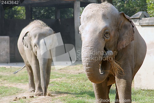 Image of Asian Elephant