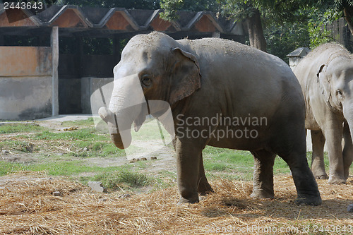 Image of Asian Elephant