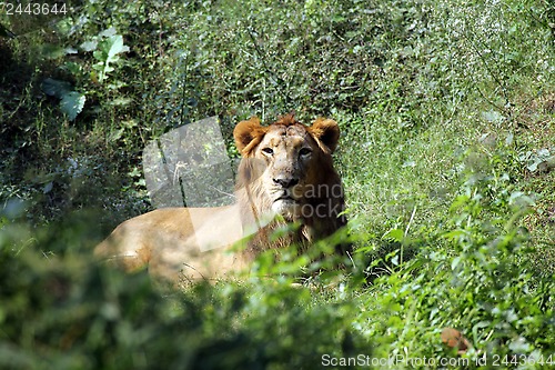 Image of Lion (Panthera leo)