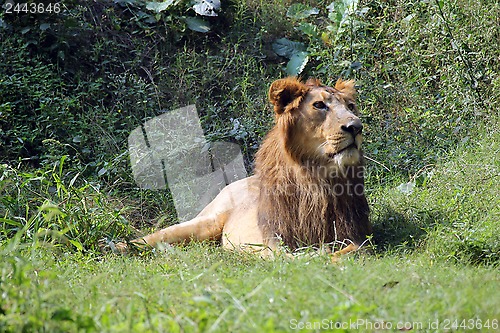 Image of Lion (Panthera leo)