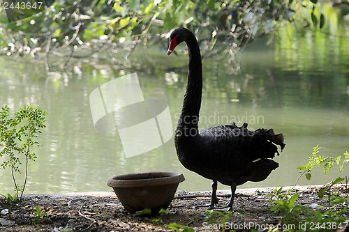 Image of Black swan