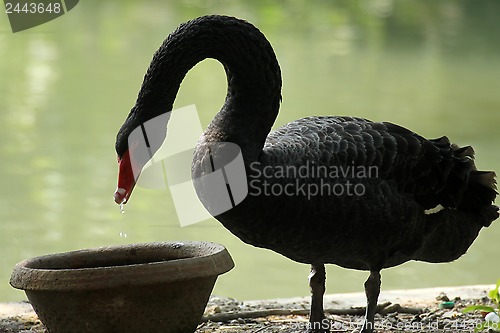 Image of Black swan