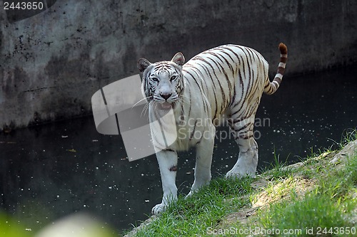 Image of White Bengal tiger