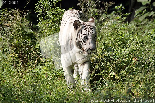 Image of White Bengal tiger