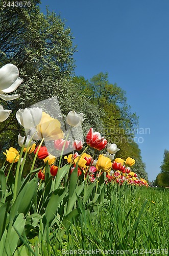 Image of Park with Tulips