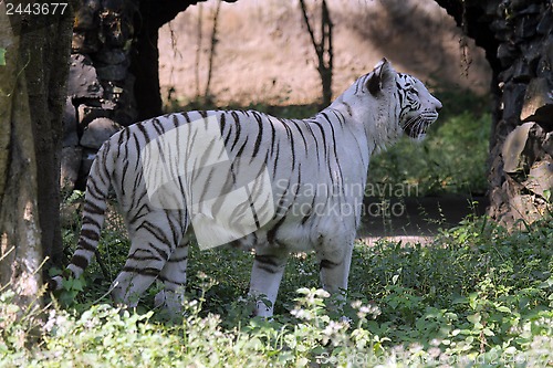 Image of White Bengal tiger