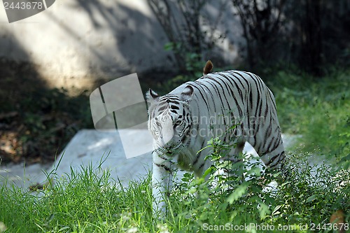 Image of White Bengal tiger