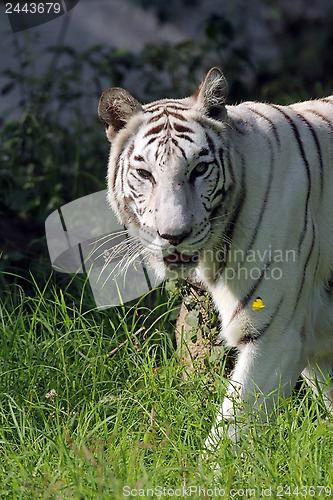 Image of White Bengal tiger