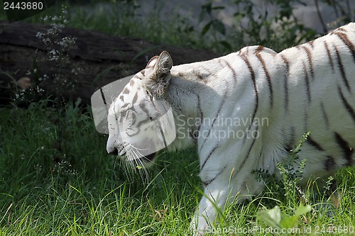 Image of White Bengal tiger