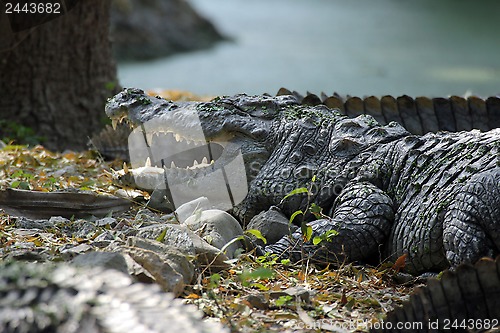 Image of Freshwater Crocodile