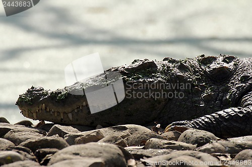 Image of Freshwater Crocodile