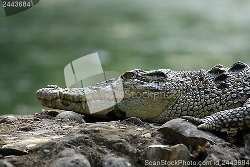 Image of Saltwater crocodile