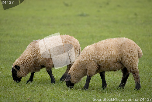 Image of Two Sheep