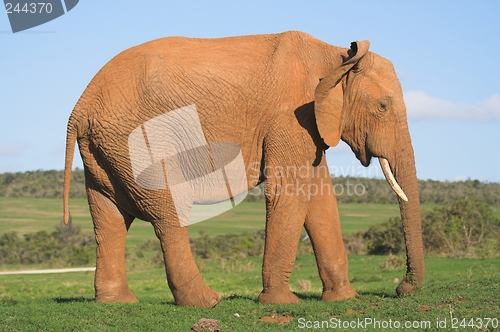 Image of Elephant