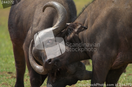 Image of Buffalo Fighting