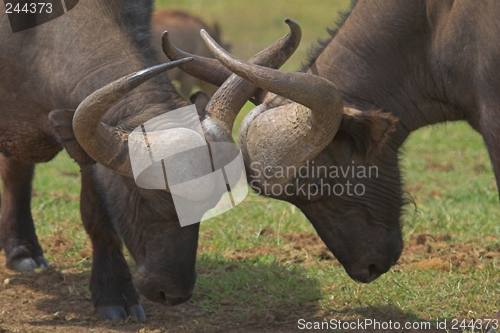 Image of Locking horns