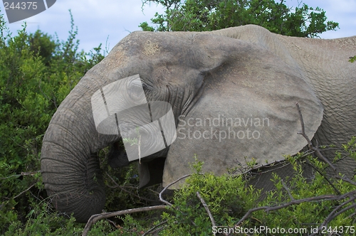 Image of Elephat
