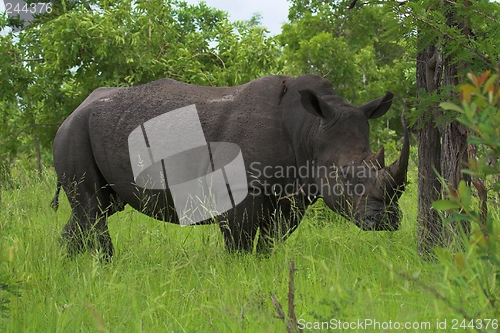 Image of Rhino