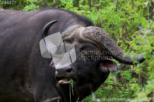 Image of Feeding Buffalo