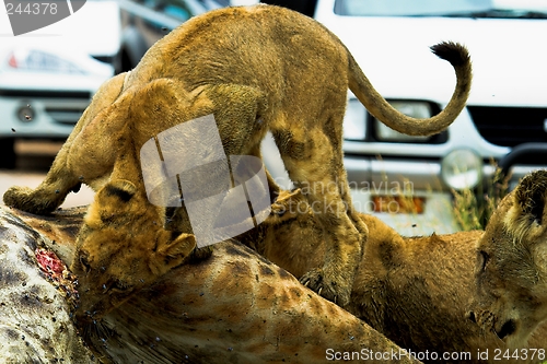Image of Feeding Cub