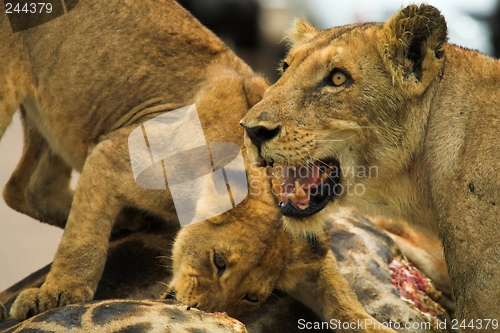 Image of Angry Lioness