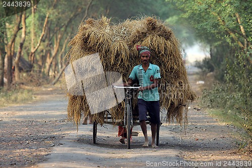 Image of Rickshaw rider transports rice from the farm home
