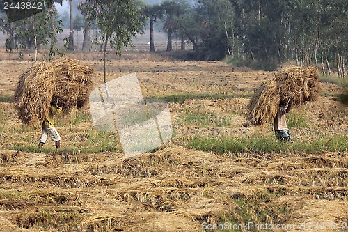 Image of Farmer carries rice from the farm home