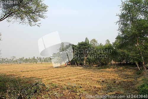 Image of Rice field in West Bengal, India