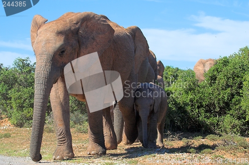 Image of Elephant Family