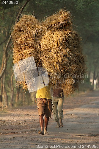 Image of Farmer carries rice from the farm home
